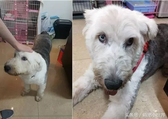 曾因食量大被棄的失聰牧羊犬,低鳴頻回頭看著第3任主人離去