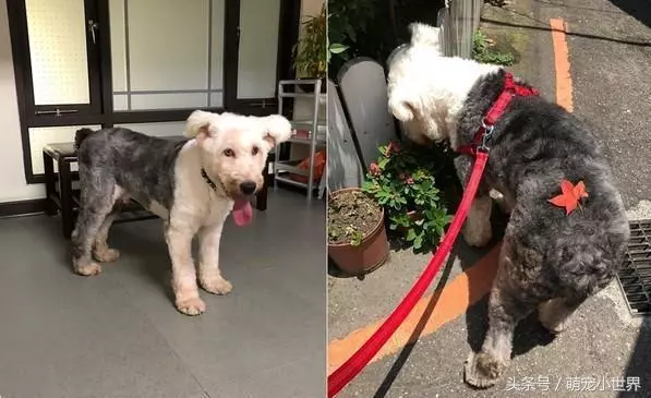 曾因食量大被棄的失聰牧羊犬,低鳴頻回頭看著第3任主人離去