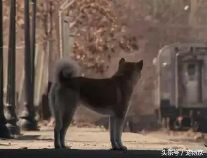 如何讓你的狗狗更健康之遛狗回家後的撫控術