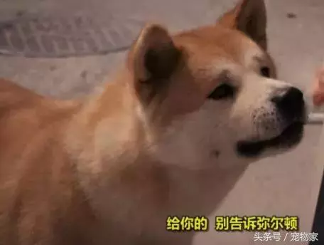 如何讓你的狗狗更健康之遛狗回家後的撫控術