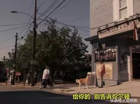 如何讓你的狗狗更健康之遛狗回家後的撫控術