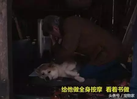 如何讓你的狗狗更健康之遛狗回家後的撫控術