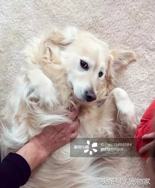 如何讓你的狗狗更健康之遛狗回家後的撫控術