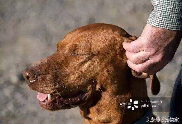 如何讓你的狗狗更健康之遛狗回家後的撫控術