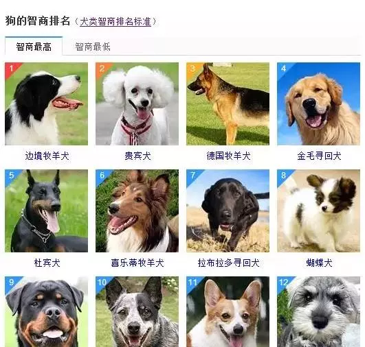 什麼狗聰明?什麼狗笨?教你看懂狗狗的智力排行