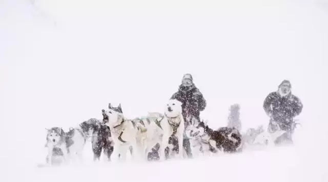 什麼狗聰明?什麼狗笨?教你看懂狗狗的智力排行