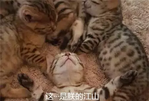 4隻貓咪在午睡,主人走近一看:這還有個貓樣嗎?