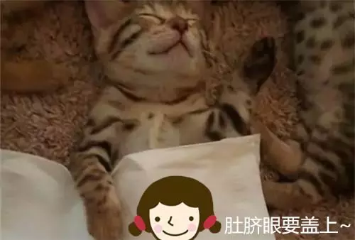 4隻貓咪在午睡,主人走近一看:這還有個貓樣嗎?