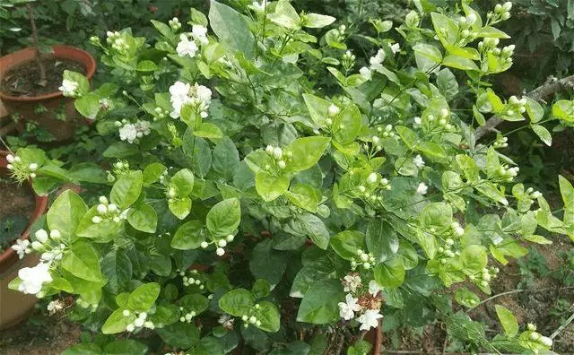 這「5種」花最養人,家裡種1棵,全家老小都健康!