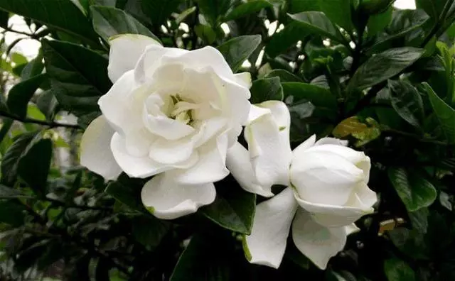這「5種」花最養人,家裡種1棵,全家老小都健康!