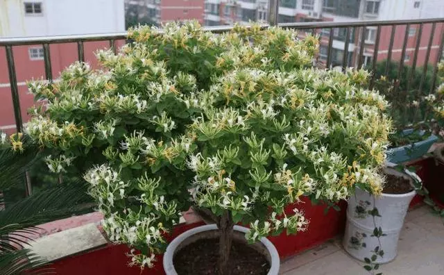 這「5種」花最養人,家裡種1棵,全家老小都健康!