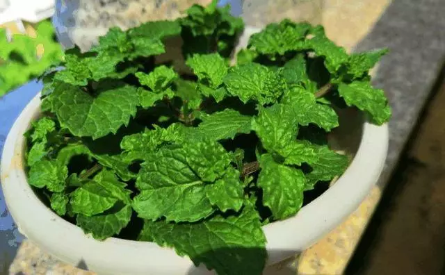 這「5種」花最養人,家裡種1棵,全家老小都健康!