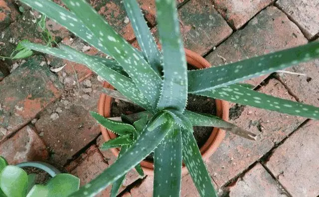 這「5種」花最養人,家裡種1棵,全家老小都健康!