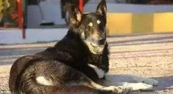 主人去世愛犬隨之消失11年後真相大白:我願一生孤獨只為愛你如初
