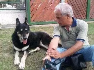主人去世愛犬隨之消失11年後真相大白:我願一生孤獨只為愛你如初