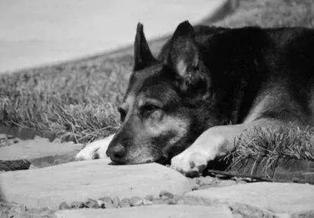 主人去世愛犬隨之消失11年後真相大白:我願一生孤獨只為愛你如初