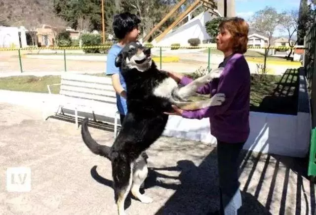 主人去世愛犬隨之消失11年後真相大白:我願一生孤獨只為愛你如初