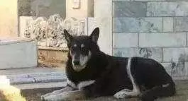 主人去世愛犬隨之消失11年後真相大白:我願一生孤獨只為愛你如初