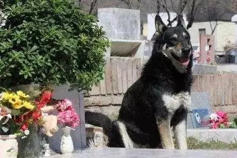 主人去世愛犬隨之消失11年後真相大白:我願一生孤獨只為愛你如初