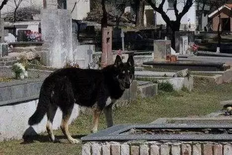 主人去世愛犬隨之消失11年後真相大白:我願一生孤獨只為愛你如初