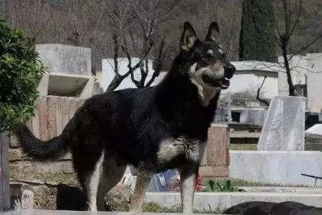 主人去世愛犬隨之消失11年後真相大白:我願一生孤獨只為愛你如初