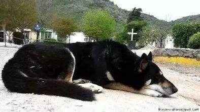 主人去世愛犬隨之消失11年後真相大白:我願一生孤獨只為愛你如初