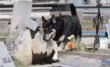 主人去世愛犬隨之消失11年後真相大白:我願一生孤獨只為愛你如初