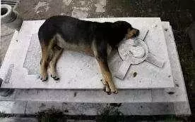 主人去世愛犬隨之消失11年後真相大白:我願一生孤獨只為愛你如初