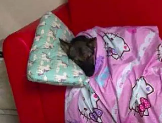 孩子讓狗狗睡在沙發上蓋好被子,自己則就睡在地板上,太有愛了!