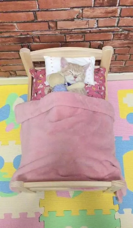 眼皮好重...小橘喵「抱娃娃睡覺」少女心十足 堅持蓋好被被:才不會感冒~