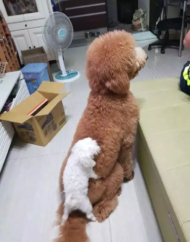 主人準備上廁所,結果打開門,看到這一幕笑到都忘記要上廁所了....