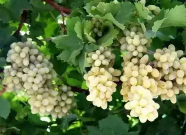 葡萄全身都是寶,吃它好處多多!顏色不同,功效也不同