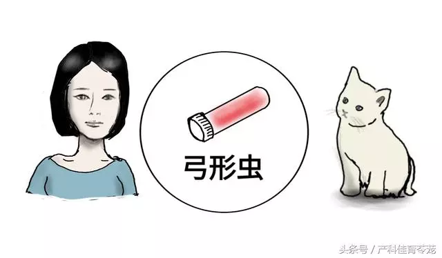 弓形蟲,不可不防也不必過防