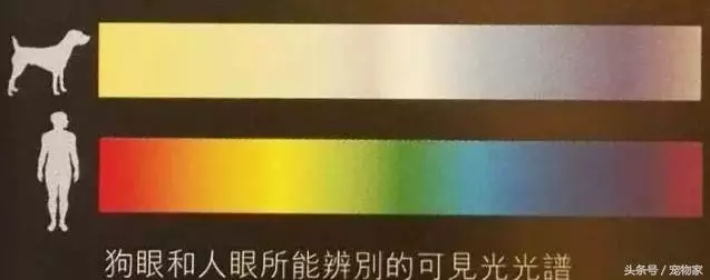 狗狗視力問題大揭秘.