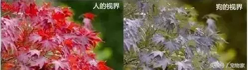 狗狗視力問題大揭秘.