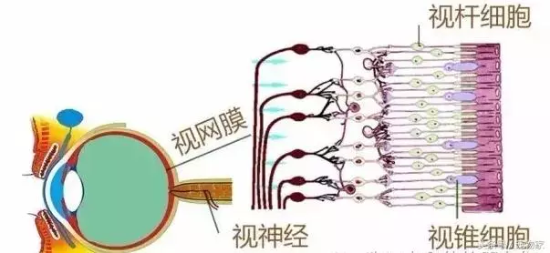 狗狗視力問題大揭秘.