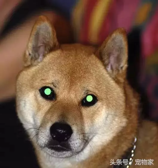 狗狗視力問題大揭秘.