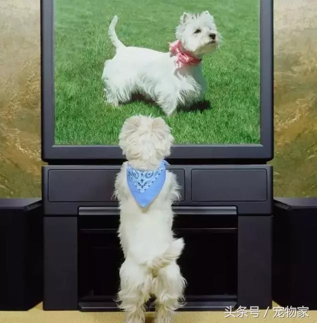 狗狗視力問題大揭秘.