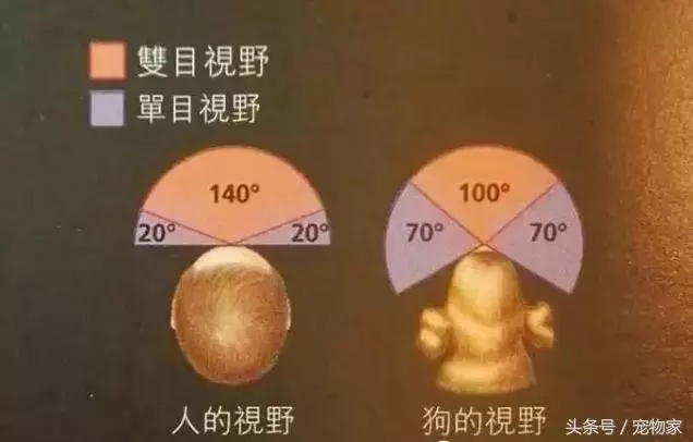 狗狗視力問題大揭秘.