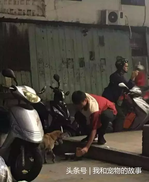 如果流浪貓狗靠近你,不是因為天冷了,它是在求救