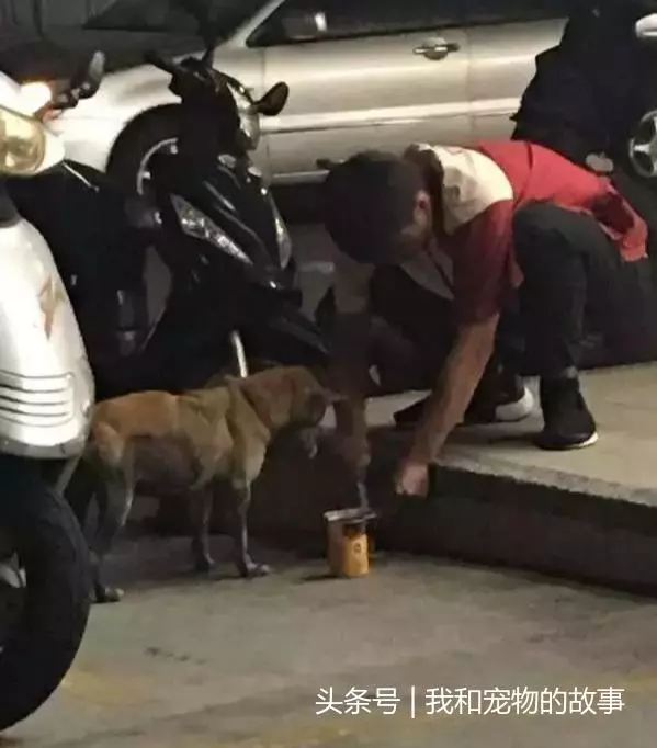 如果流浪貓狗靠近你,不是因為天冷了,它是在求救