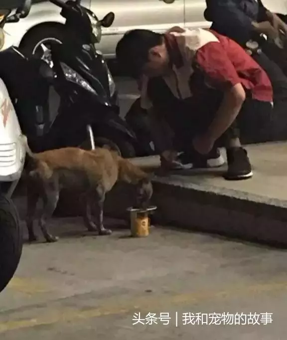 如果流浪貓狗靠近你,不是因為天冷了,它是在求救