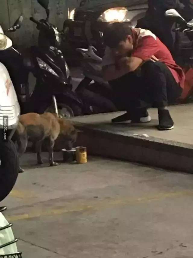 如果流浪貓狗靠近你,不是因為天冷了,它是在求救