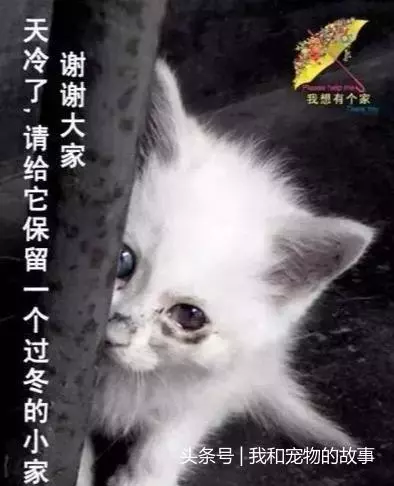 如果流浪貓狗靠近你,不是因為天冷了,它是在求救