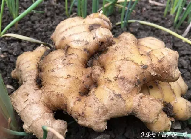 生薑和它泡水喝,等於跑步1小時,濕毒不見了,小肚子平坦了