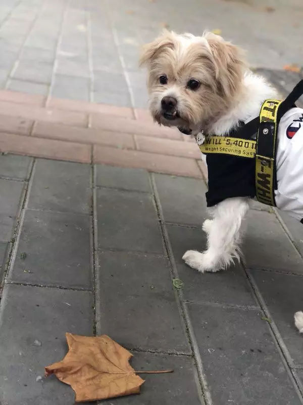 害怕狗狗受罪,沒忍心讓它做絕育手術,導致它出現假孕現象!