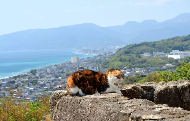 一張「淡定登頂照」爆紅!肉肉喵「跟奴才爬山減肥7年」,變身超萌吉祥物「合照還要排隊」!