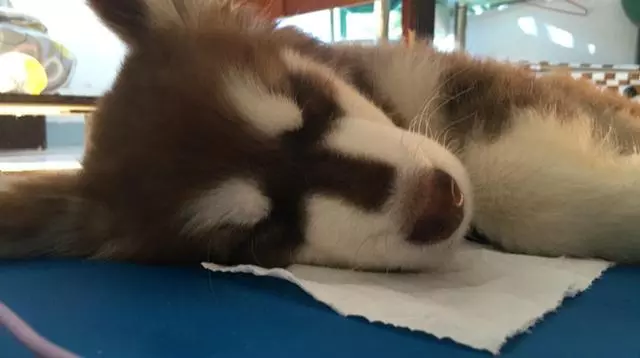 秋季狗狗常見的三種疾病,換季時主人牢記4點,狗狗換季不患病
