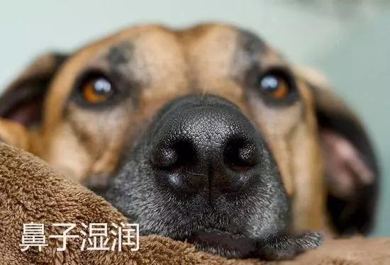 這幾個特徵表明狗狗很健康,如何照顧老年狗,讓它多活幾年