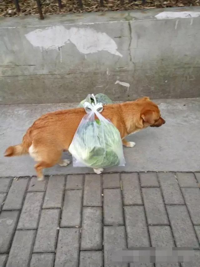 狗狗逛完菜市場,突然原地不走了,主人卻很感動:這是在報恩